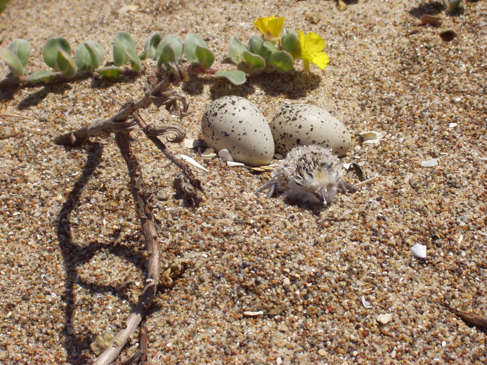 VANDENBERG AIR FORCE BASE, Calif. – Restrictions are scheduled to be lifted on Minuteman, Surf and Wall beaches as the western snowy plover season comes to a close here Sept. 30. (Courtesy photo)