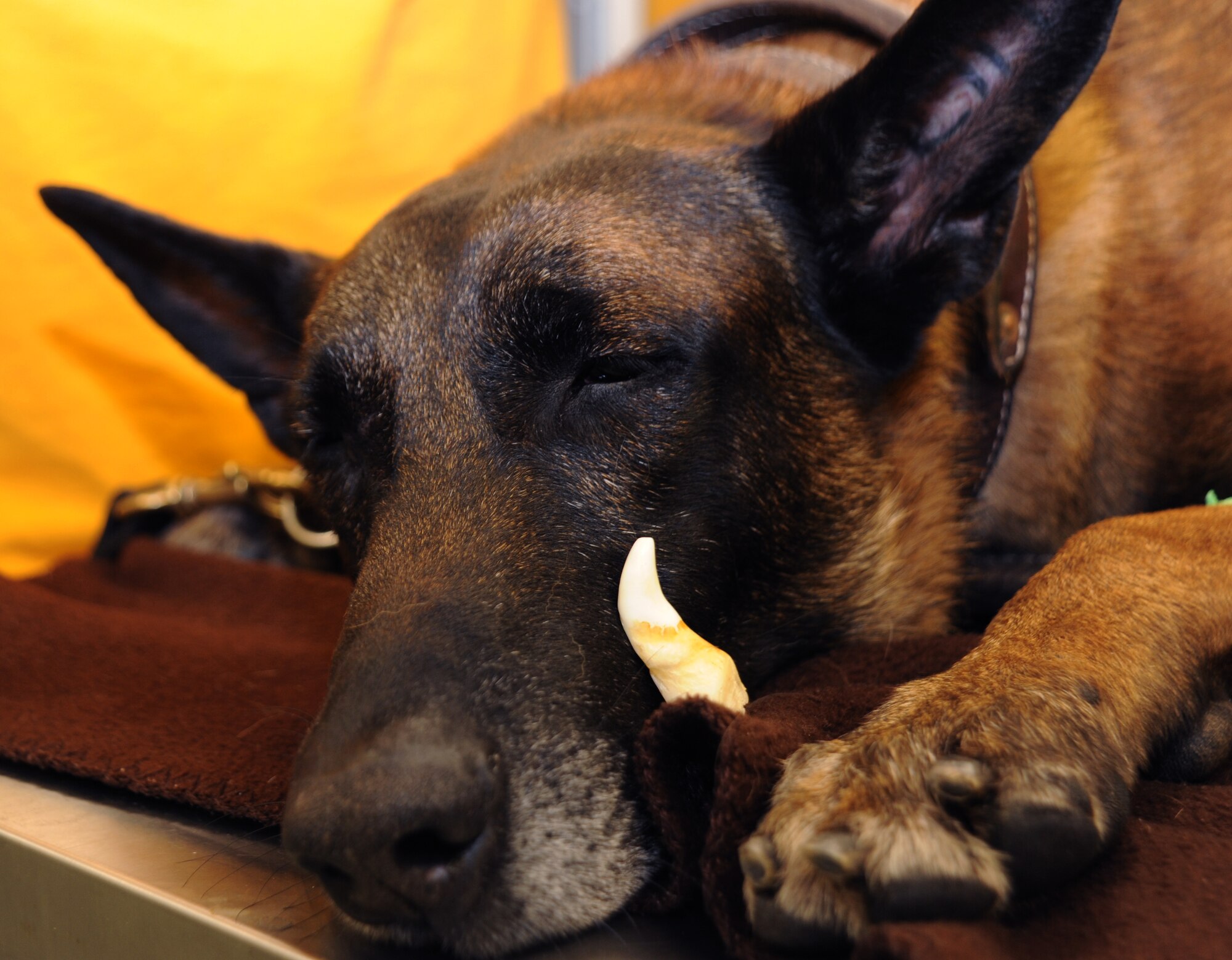Tech. Sgt.  Arno, 5th Security Forces Squadron explosive ordinance detector K-9 from Minot Air Force Base, N.D., sleeps before his dental operation on Grand Forks Air Force Base, N.D.  Arno had his upper canine tooth extracted similar to the one displayed above.  (U.S. Air Force photo by Senior Airman Amber E. Bennett)
