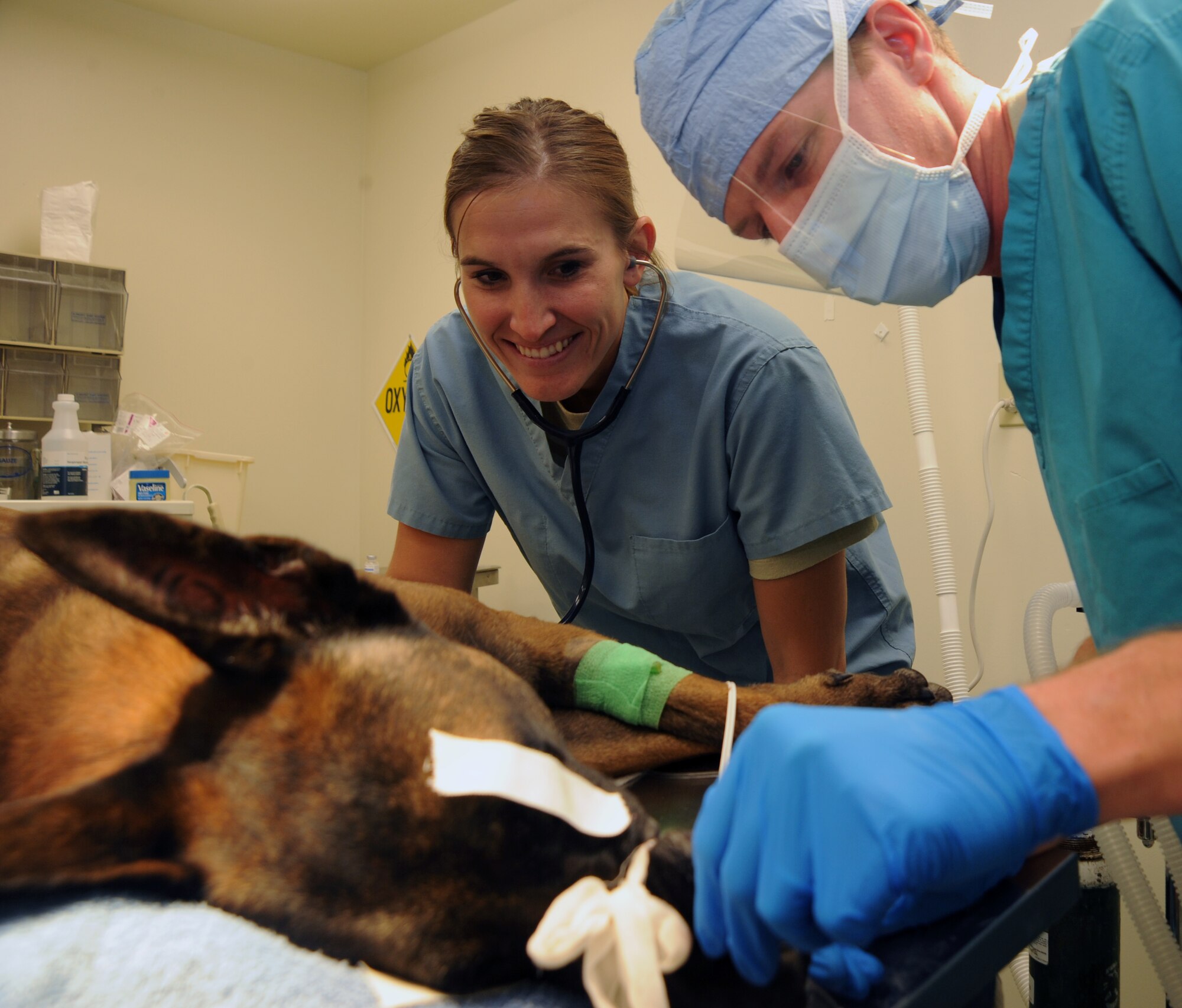 (Right to left)  Capt. Morgan Mander, Army veterinarian, Minot Air Force Base, N.D., and Capt. Matthew Moberg,  319th Medical Group, Grand Forks Air Force Base, N.D., begin the surgery Tech. Sgt.  Arno, 5th Security Forces Squadron explosive ordinance detector K-9 from Minot AFB on September 28,2011.  Arno had an upper canine tooth extracted due to a training accident at his base. (U.S. Air Force photo by Senior Airman Amber E. Bennett)