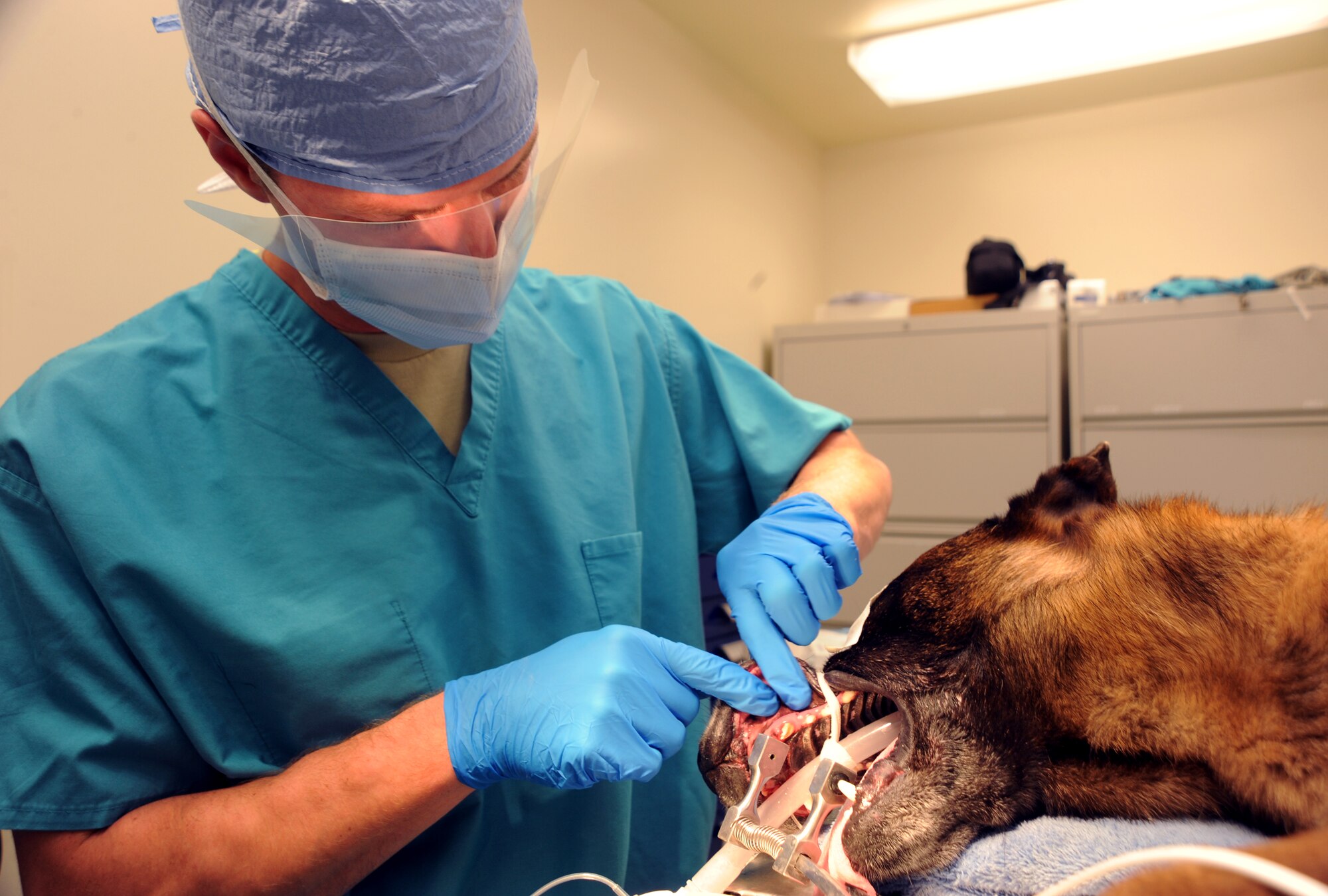 Capt.  Matthew Moberg, 319th Medical Group dentist, Grand Forks Air Force Base, N.D.,  points out the upper canine tooth that will soon be extracted from Tech. Sgt.  Arno, 5th Security Forces Squadron explosive ordinance detector K-9 from Minot Air Force Base. Captain Moberg assisted Army veterinarian Capt. Morgan Mander, Minot Air Force Base, N.D., during Arno’s dental operation. (U.S. Air Force photo by Senior Airman Amber E. Bennett)