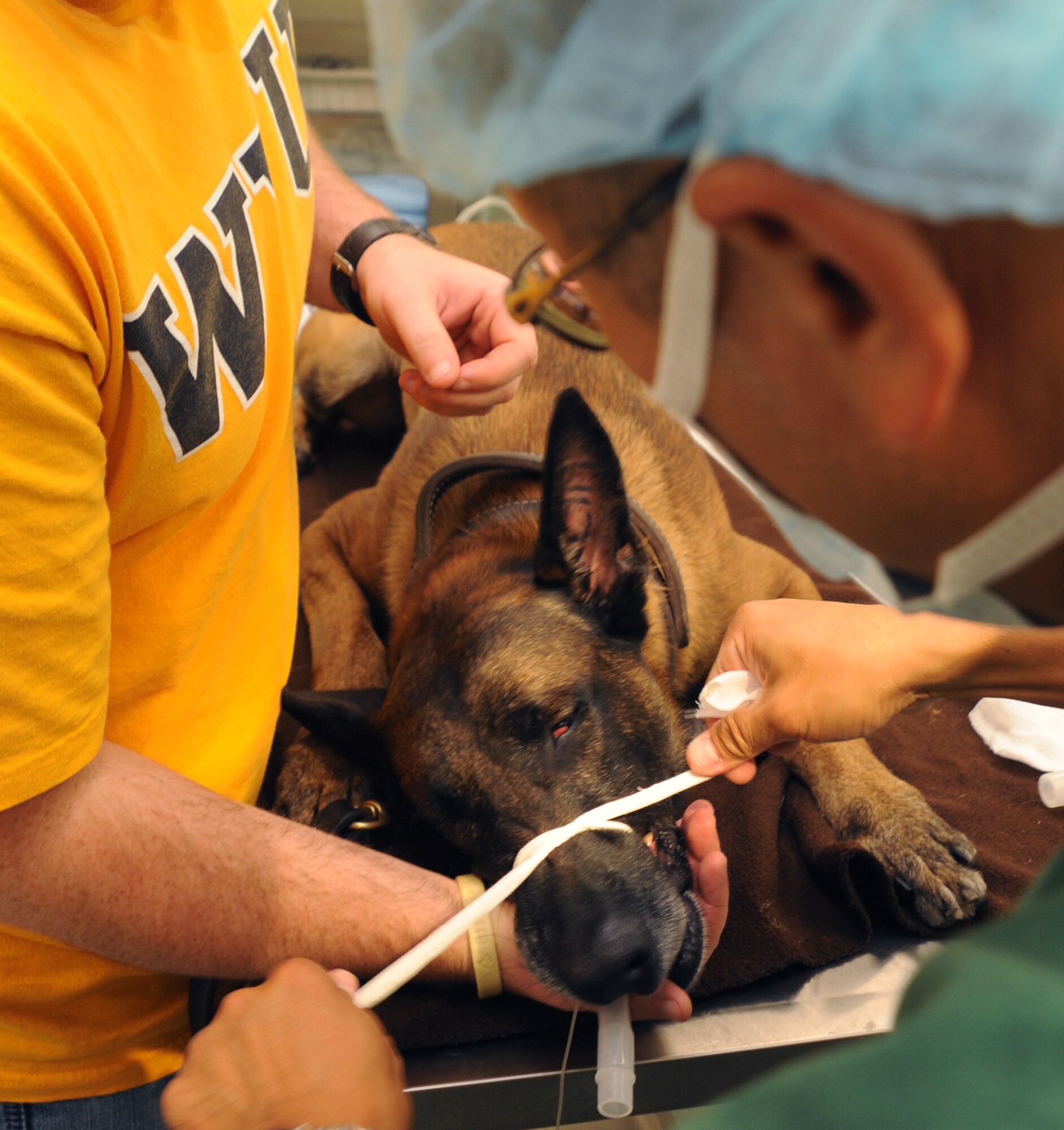Army Staff Sgt. Matthew Jepsen, veterinarian technician, secures the mouth of Tech.  Sgt.  Arno, 5th Security Forces Squadron explosive ordinance detector K-9 from Minot Air Force Base, N.D.  Arno is awaiting an extraction of an upper canine tooth that he broke during a training exercise. (U.S. Air Force photo by Senior Airman Amber E. Bennett)