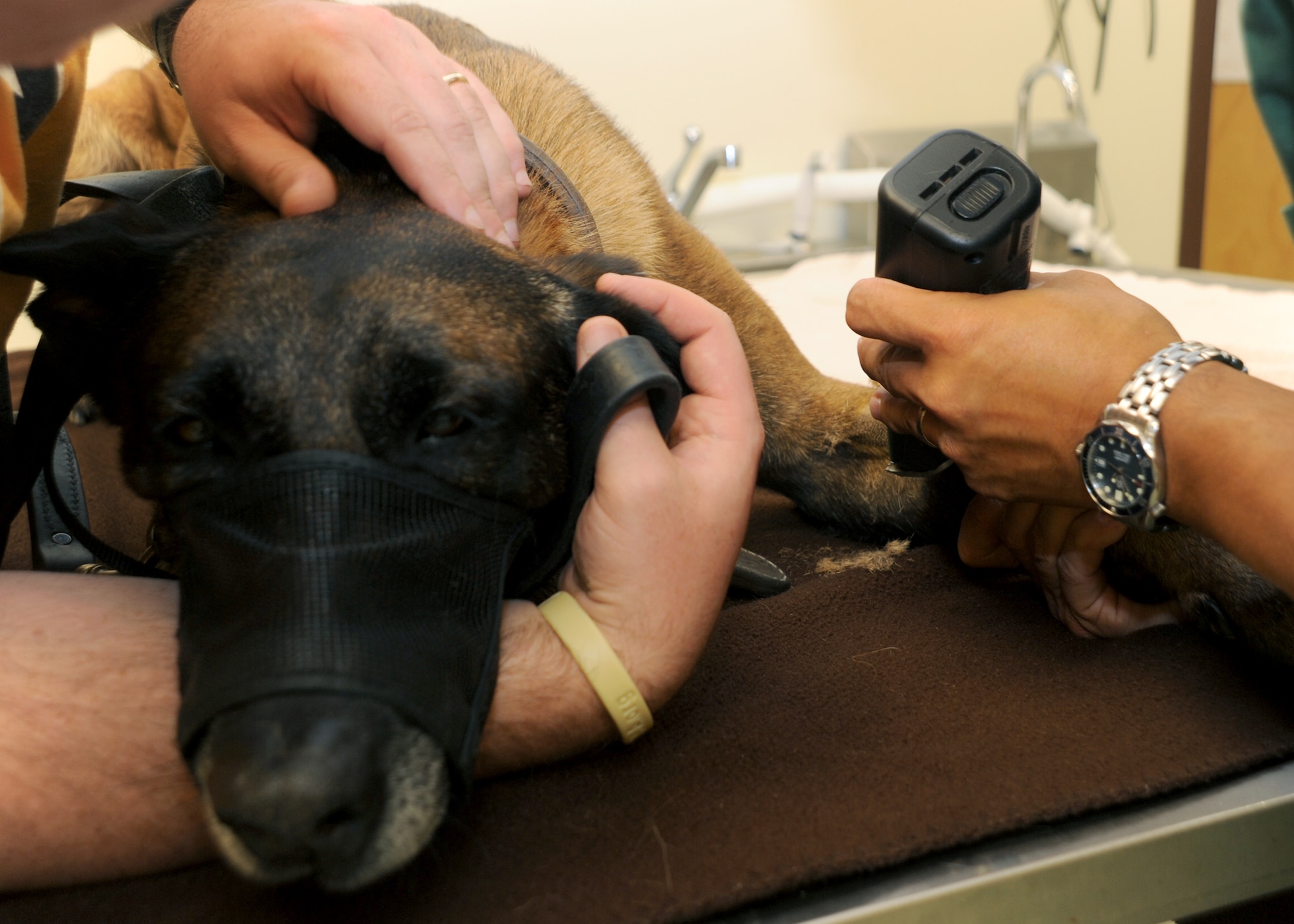Tech. Sgt  Arno, 5th Security Forces Squadron explosive ordinance detector K-9  from Minot Air Force Base, N.D., sits as he is prepped for his dental surgery.  Arno is awaiting an extraction of an upper canine tooth that broke during a training accident.   (U.S. Air Force photo by Senior Airman Amber E. Bennett)