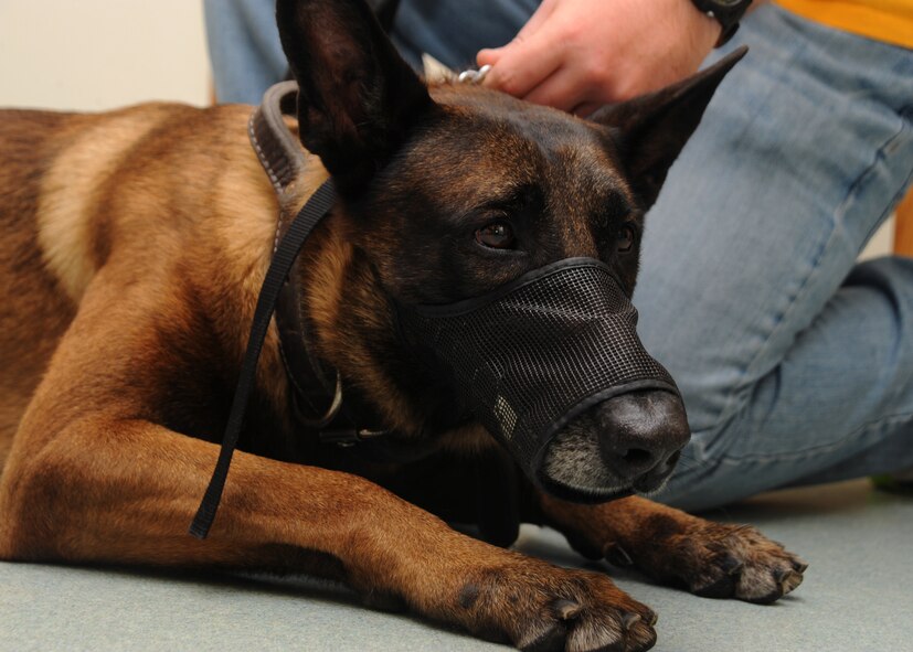 Tech. Sgt.  Arno, 5th Security Forces Squadron explosive ordinance detector K-9 from Minot Air Force Base, N.D., relaxes before his dental operation Sept. 28, 2011, on Grand Forks Air Force Base, N.D.  Arno is awaiting an extraction of one of his upper canine teeth due to a training accident. (U.S. Air Force photo by Senior Airman Amber E. Bennett)