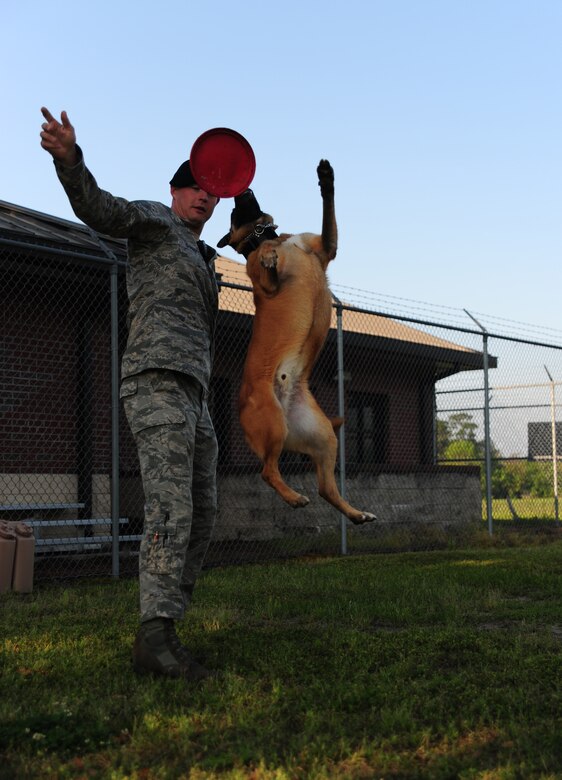 Staff Sgt. Timothy Garrett throws a Frisbee for Akim, a Belgian Malanois, to catch at Joint Base Charleston - Air Base March 29. The 628th Security Forces Squadron's K-9 unit animals undergo six to eight months of training for drug and explosive detection.Garrett is a military working dog handler and Akim is a military working dog, both are with the 628th SFS. (U.S. Air Force photo/ Airman 1st Class Chacarra Walker)