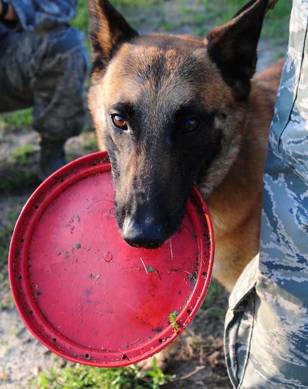 Akim, a Belgian Malanois, chews on his frisbee at Joint Base Charleston - Air Base March 29. The 628th Security Forces Squadron's K-9 unit animals undergo six to eight months of training for drug and explosive detection. Akim is a military working dog assigned to the 628th SFS.  (U.S. Air Force photo/ Airman 1st Class Chacarra Walker)