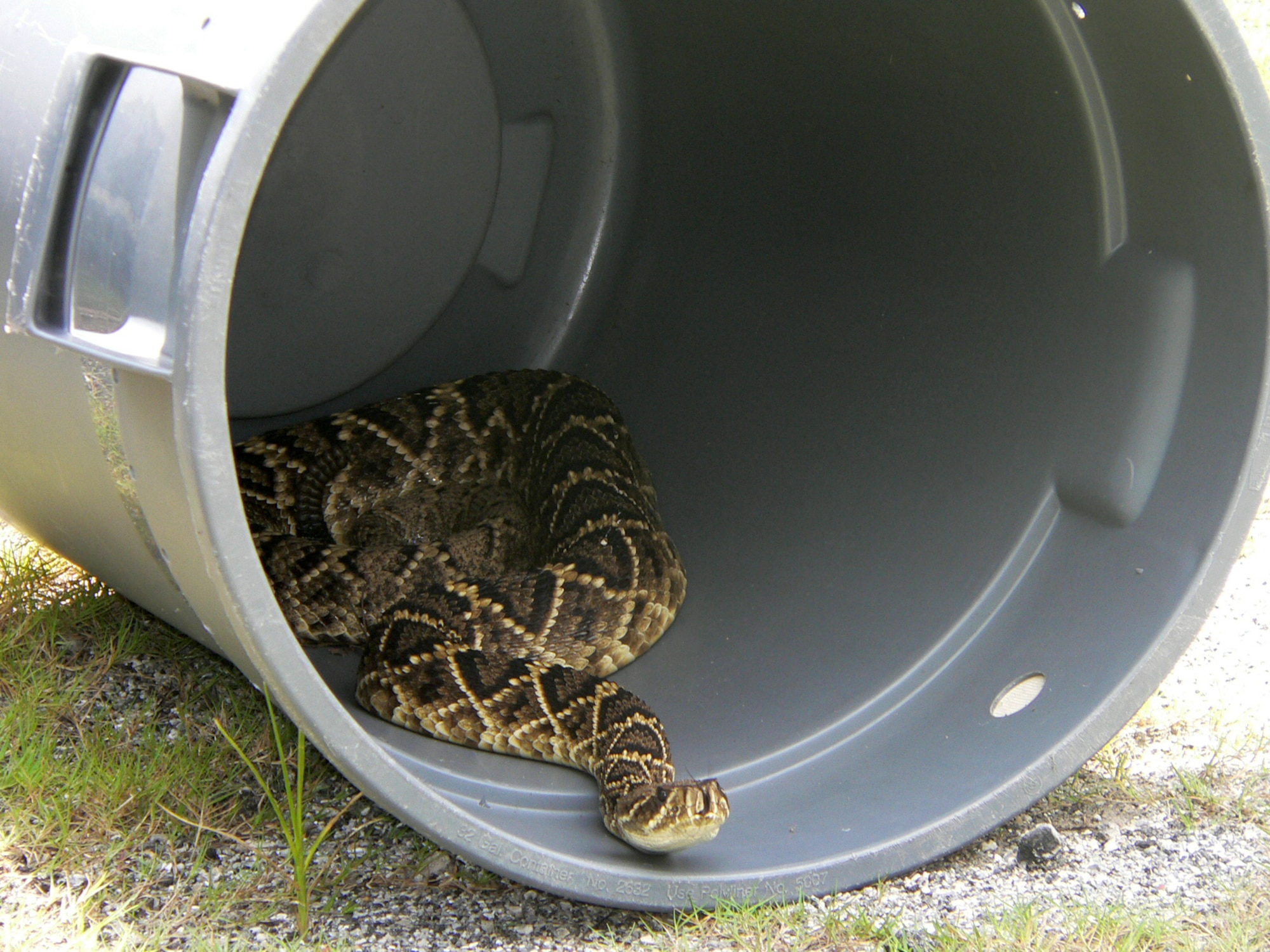 An eastern diamondback rattlesnake rests in a barrel in this 2008 photo at Hurlburt Field, Fla. The base pest management shop retrieved the snake and later released it on the Eglin Range. (Courtesy photo)