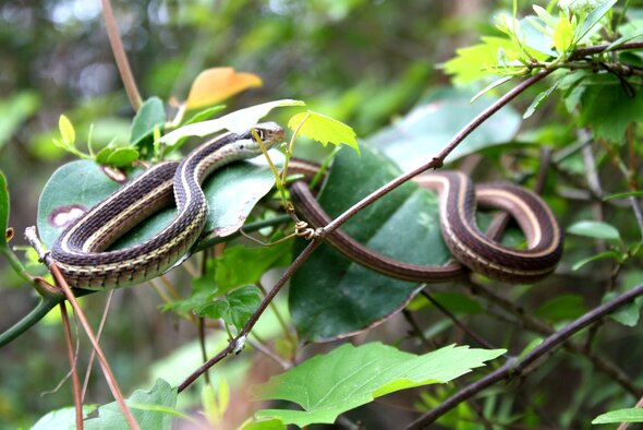 A ribbon snake rests on a tree limb in Hurlburt Field, Fla. There are more than three dozen species of snakes found in this part of Florida, the vast majority being non-venomous, like the ribbon snake. (Courtesy photo)