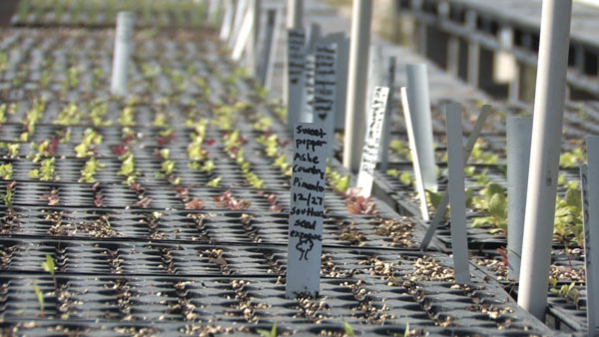 Sprouting seedlings will be transplanted to a 22-acre organic farm, and eventually harvested and sold at a farmers market to benefit homeless people in Miami, Florida.  The Air Force transferred about 80 acres of the former Homestead Air Force Base to the Miami-Dade County Homeless Trust via a Public Benefit Conveyance to provide supportive housing, the farm,  and other amenities for homeless people in the area.  (Photo by Scott Johnston)