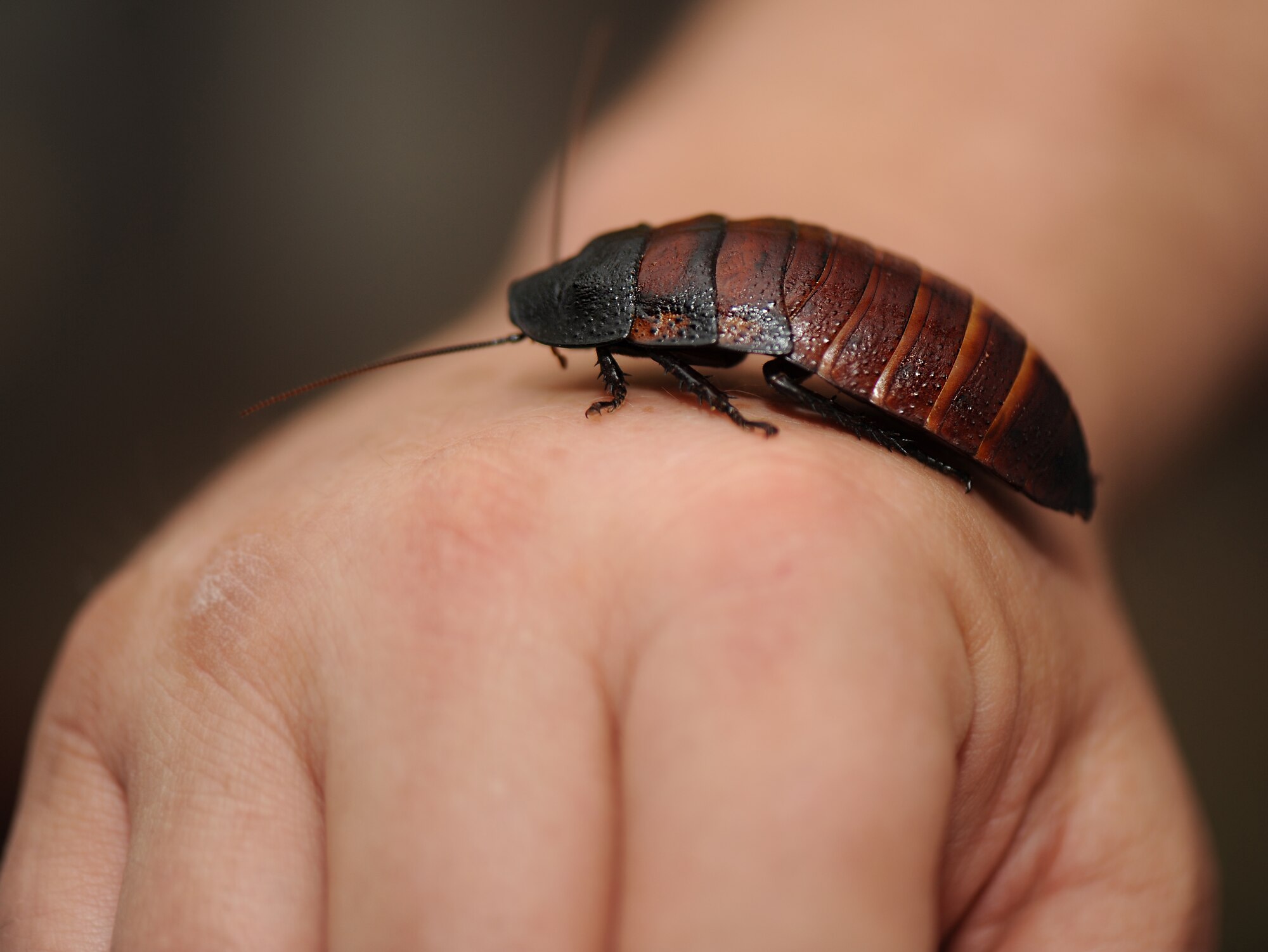 A gromphadorhina portentosa, or Madagascar hissing cockroach, crawls on James Wills Jr., 633rd Civil Engineer Squadron entomology foreman, at Langley Air Force Base, Va., April 5, 2012. Pest control and any related public health concerns fall under the entomology shop’s area of responsibility. (U.S. Air Force photo by Airman 1st Class Teresa Cleveland/Released)