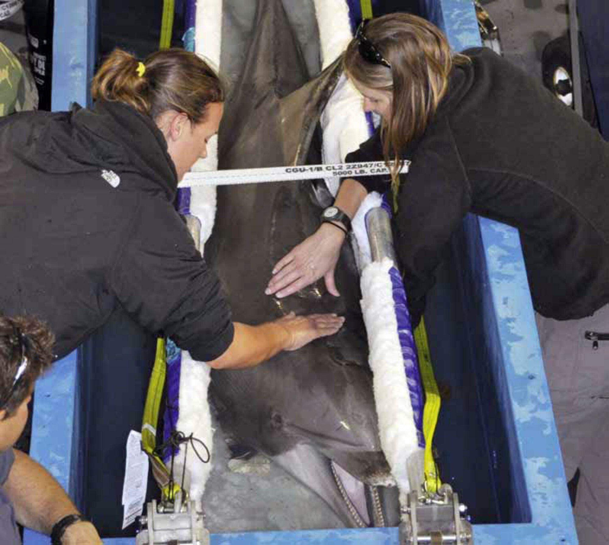 Jennifer Cacioppo (left), a mammal handler from Science Application International Corporation and Jennifer Meegan, a veterinarian from the National Marine Mammal Foundation pet a bottlenose dolphin from Naval Air Station North Island, Coronado, Calif., March 26, onboard a March Field C-17. Unlike human divers, dolphins are capable of making repeated deep dives without experiencing “the bends,” or decompression sickness. (U.S. Air Force photo by Staff Sgt. Megan Crusher)