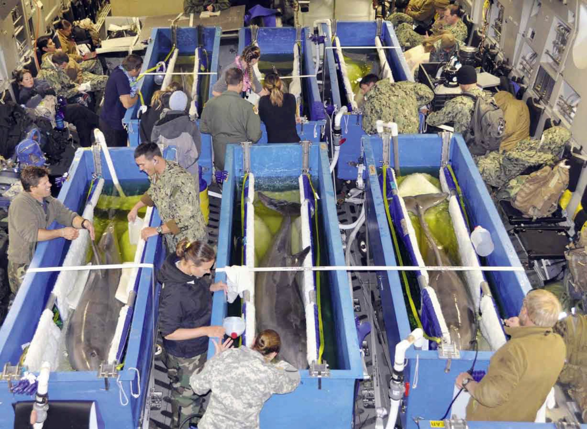 Eight Navy dolphins, from Naval Air Station North Island, Coronado, Calif., were uploaded onto a March Air Reserve Base C-17 Globemaster III and flown to Hickam Air Force Base, Hawaii, March 26, 2012. The cargo bay was full of personnel and equipment needed to support the dolphins. During the six-hour flight everything revolved around ensuring the dolphins were comfortable and taken care of. They are headed to Hawaii to help search for underwater wreckage and maintain their flyaway capabilities to prepare for real world deployments. (U.S. Air Force photo by Staff Sgt. Megan Crusher)