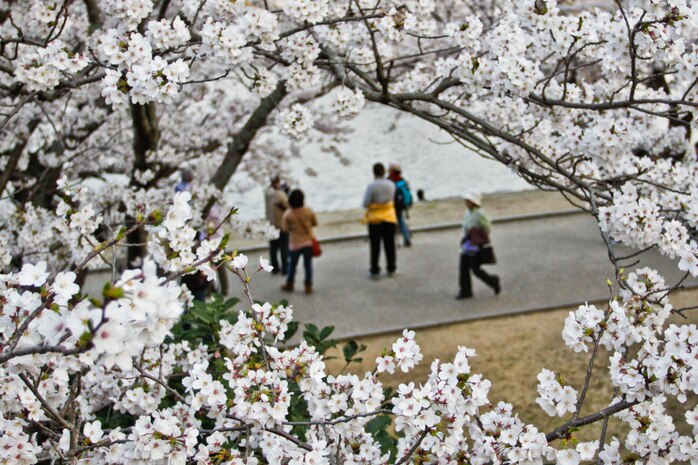 Japanese sight-seers walk by Nishiki River April 9, 2012. From business names, Japanese art and music, kimonos and other clothing, to Japanese currency, cherry blossoms can be seen throughout Japanese culture.