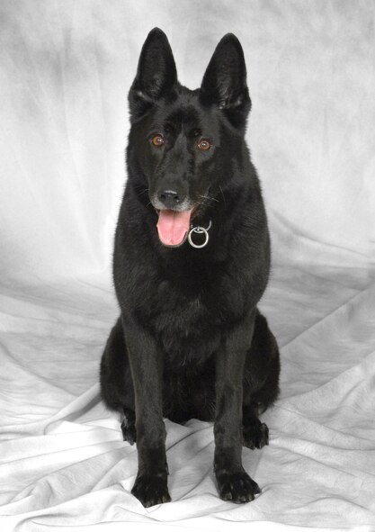 Cini – H386 – 2003-2012 -- a military working dog at Vance Air Force Base, Okla. (U.S. Air Force photo/ Terry Wasson)