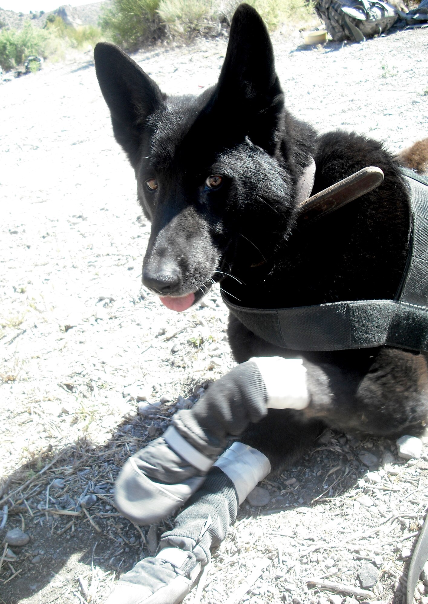 Cini, a military working dog from Vance Air Force Base, Okla., takes a rest at the half-way point of an eight-mile hike during pre-deployment training at Creech Air Force Base, Nev., last summer. Cini died March 22 on the door step of the working-dog kennel at Vance AFB. (Courtesy photo)