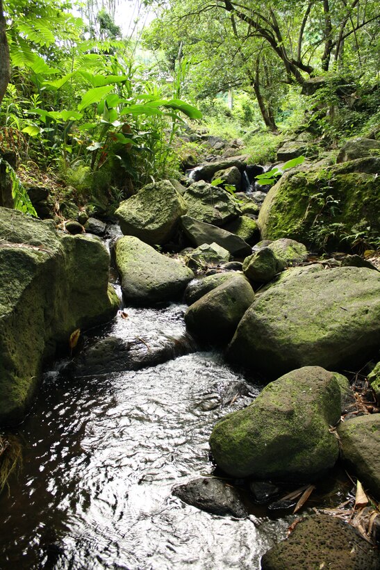 A stream at the Hawaii Nature Center where some of Oahu’s annual World Water Monitoring Day activities were held in the Makiki watershed.