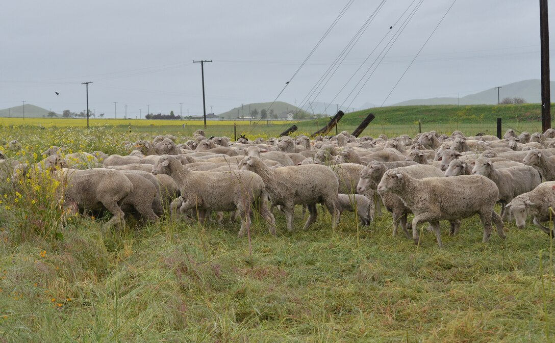 CALIFORNIA — A herd of more than 1,000 sheep and goats work their way around the U.S. Army Corps of Engineers Sacramento District's Success Lake April 11, 2012, removing vegetation near Frazier Dike.
