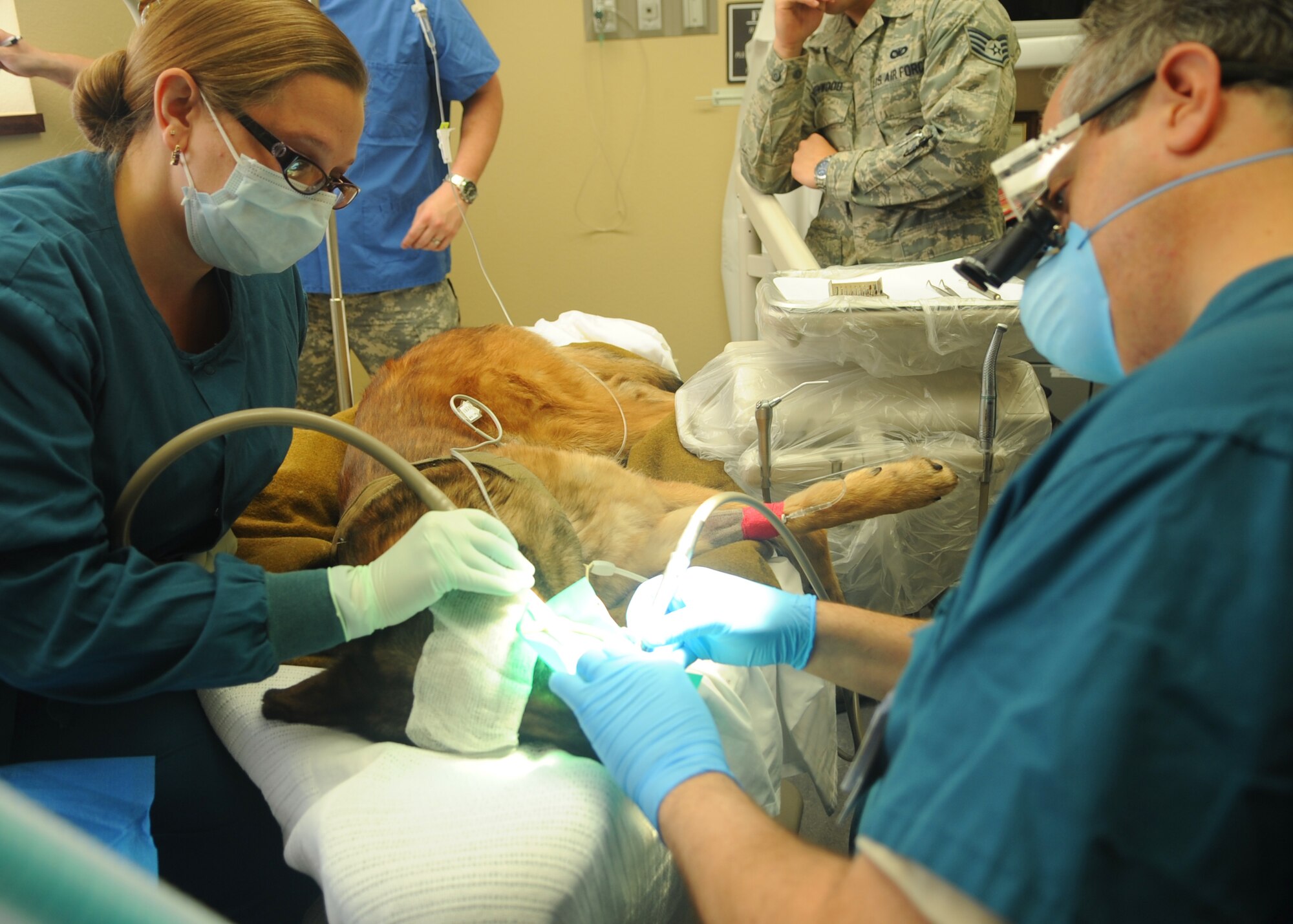 Rebekah Boardman, left, and Lt. Col. Philip Barone, 7th Medical Group, operate on Condor, 7th Security Forces Squadron military working dog, during his root canal April, 13, 2012, at Dyess Air Force Base,Texas. (U.S. Air Force photo by Airman 1st Class Cierra Bullock/ Released)