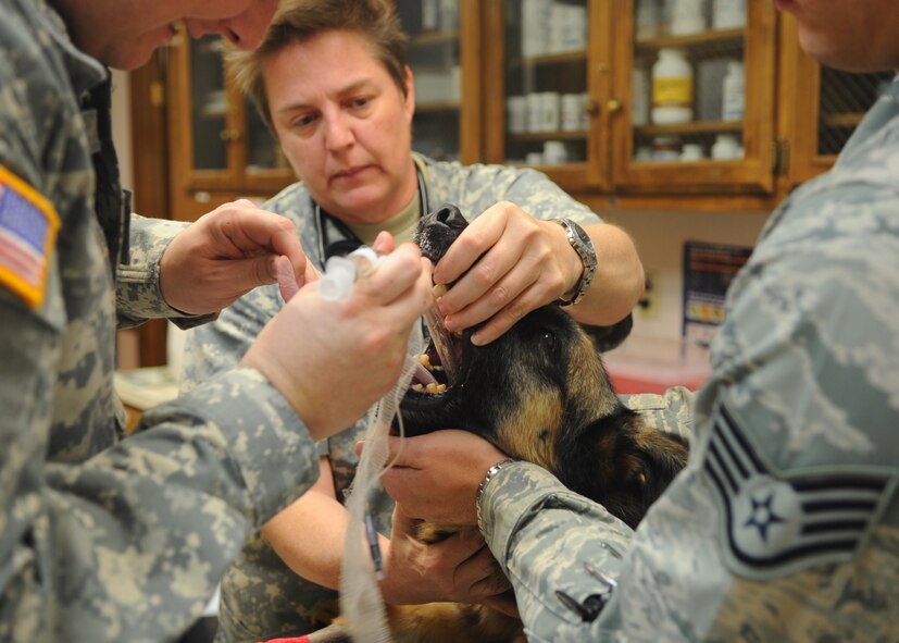 Veterinary technicians prepare Condor, 7th Security Forces Squadron military working dog, for his root canal April 13, 2012, at the on base animal clinic before transporting him to the 7th Medical Group. (U.S. Air Force photo by Airman 1st Class Cierra Bullock/ Released)