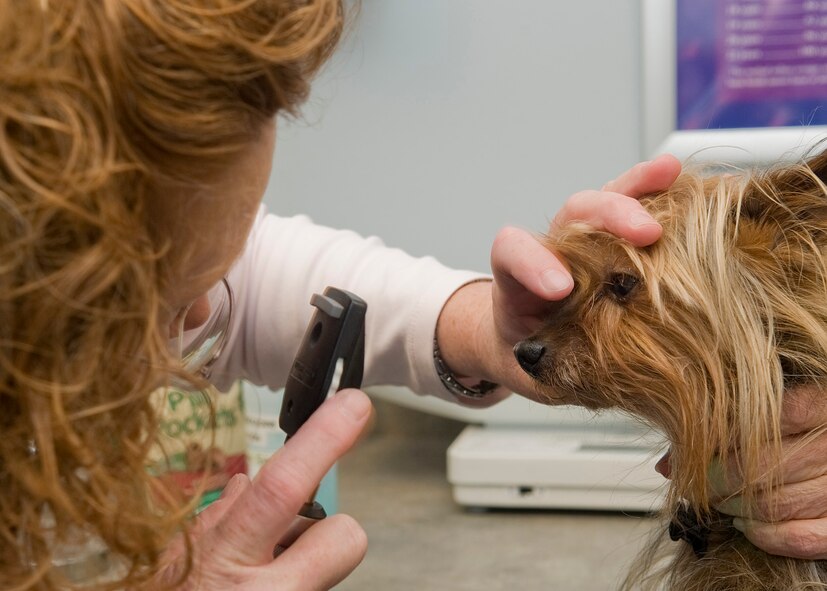 Tracy Pierce, 2nd Force Support Squadron veterinarian, examines Chico, a 13 year-old Yorkshire Terrier, for cataracts during his annual check-up at the veterinary clinic on Barksdale Air Force Base, La., April 16. The primary mission of the doctors and technicians is to provide medical care for the Military Working Dogs. In addition, the vet clinic offers an abundance of services including vaccinations, blood work, heartworm testing, microchipping and prescription medications. (U.S. Air Force photo/Senior Airman Kristin High)(RELEASED)