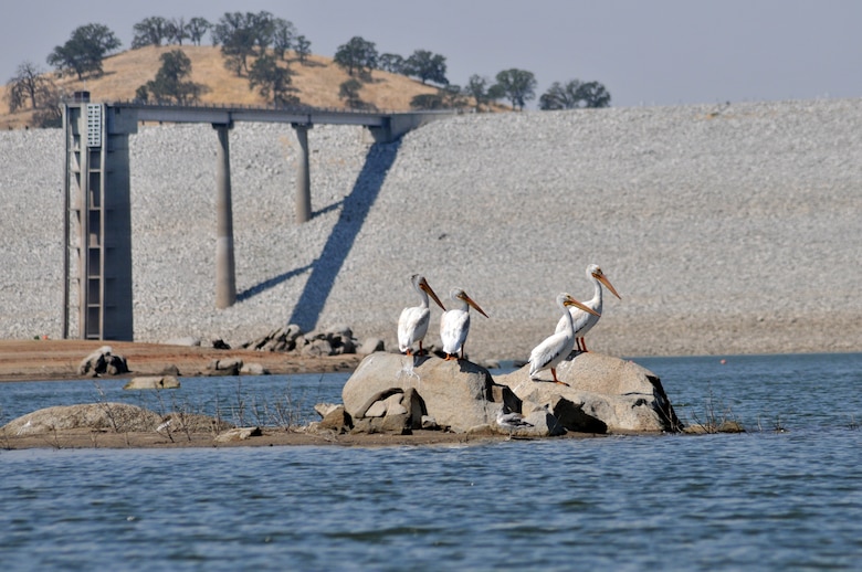 Pelicans enjoy a lakeside view at Eastman Lake