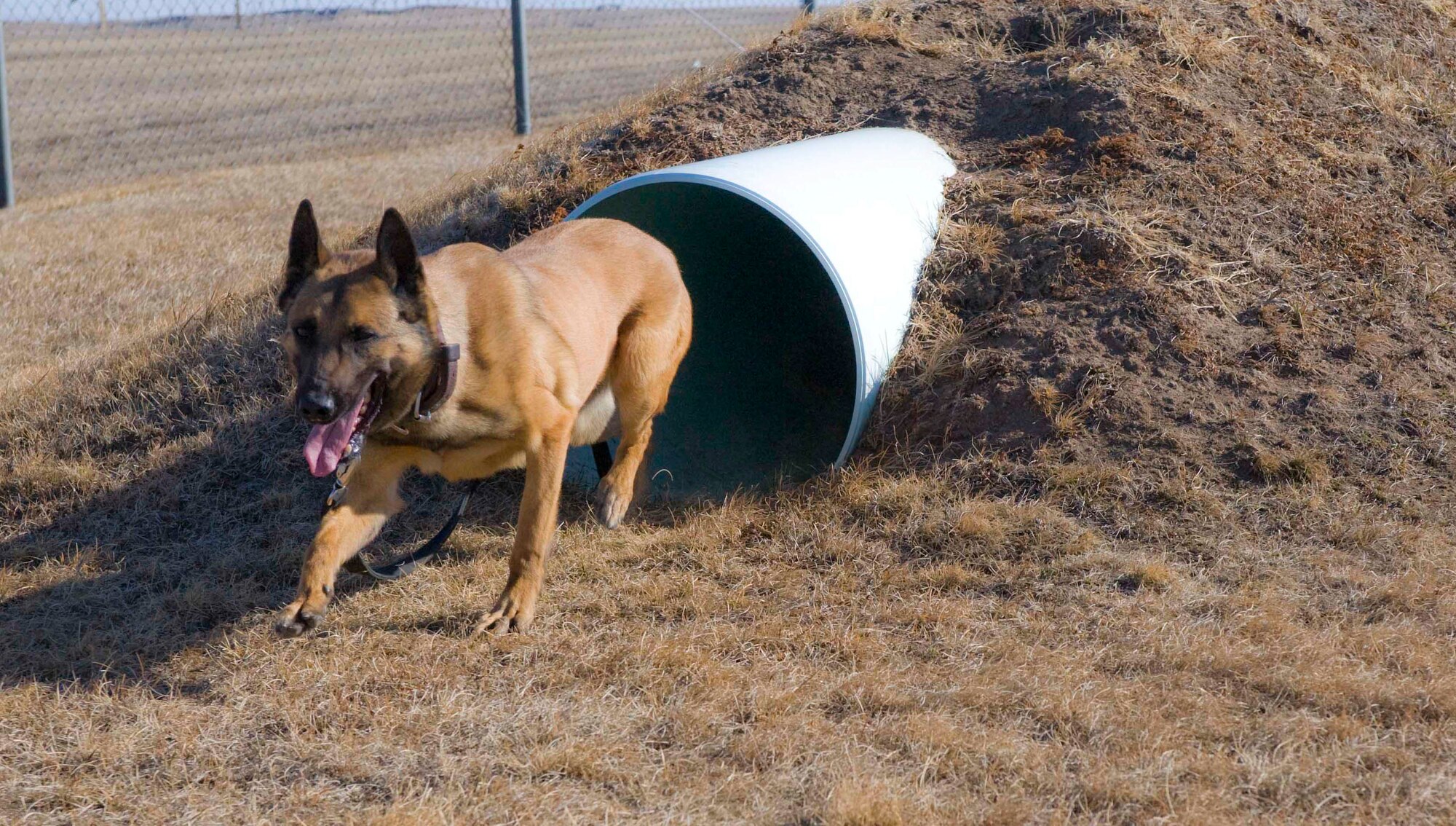 Jecky, 28th Security Forces Squadron military working dog, runs through a tunnel obstacle during her training at the obedience course at Ellsworth Air Force Base, S.D., March 8, 2012. Jecky, a Belgian Malinois, has been here at Ellsworth for a year since her deployment in Iraq. (U.S. Air Force photo by Airman 1st Class Anania Tekurio/Released)