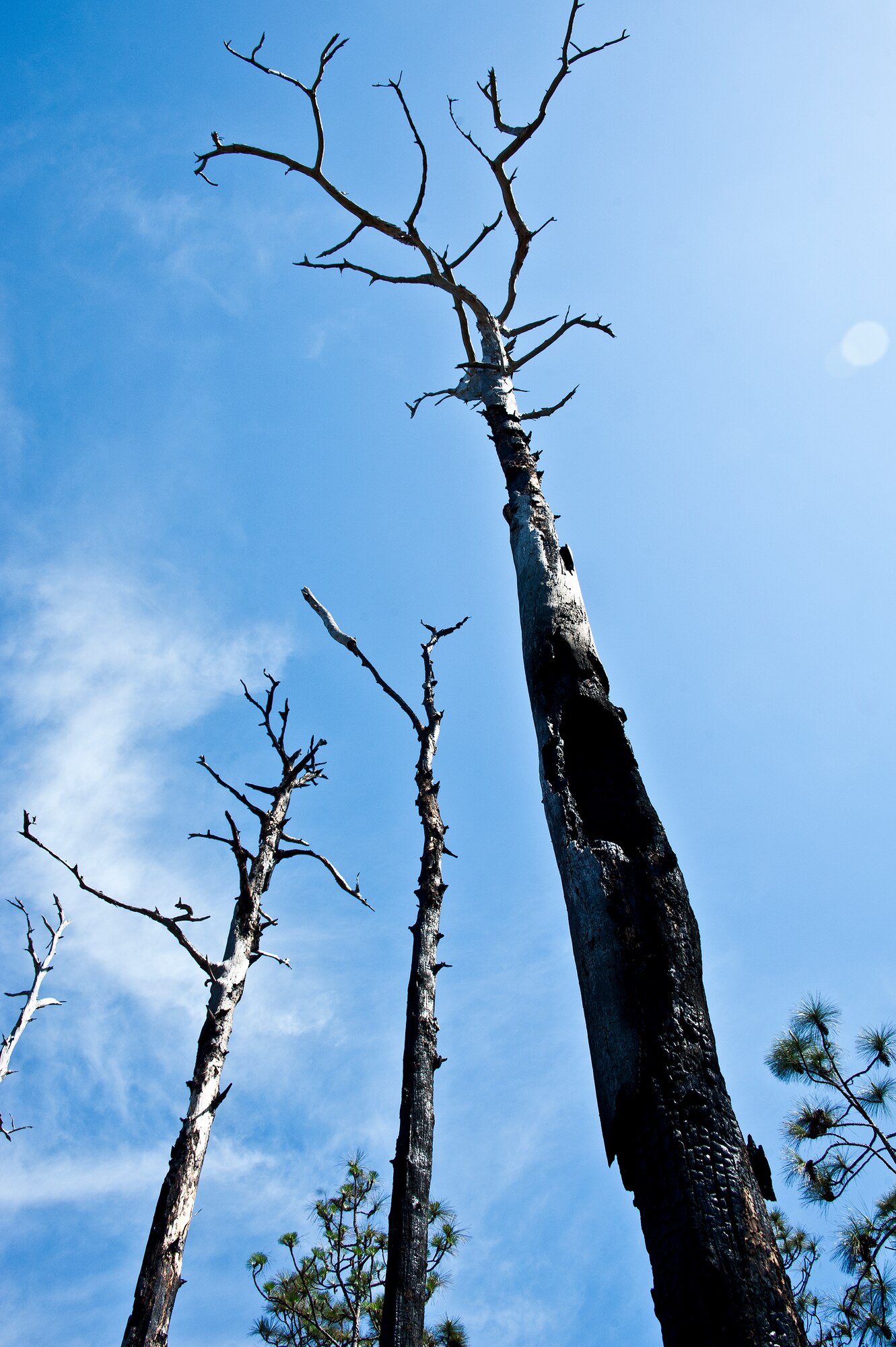 A few long leaf pine trees show the scars of fire from the last prescribed burn by Jackson Guard forestry technicians at Whitepoint, an 85-acre recreation area on Choctawahatchee Bay.  Many native plants and animal species depend on Eglin's fire-dependent long-leaf pine ecosystem, 11 of which are federally protected. Endangered species such as the red-cockaded woodpecker, depend on fire that is typically caused by either lightning strikes or Eglin's resident fire managers to survive. (U.S. Air Force photo/Samuel King Jr.)