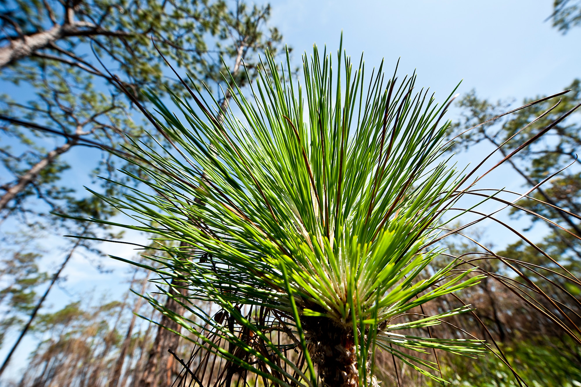 A new long leaf pine tree seedling sprouts up around its much taller brothers at Whitepoint, an 85-acre recreation area on Choctawahatchee Bay. Many native plants and animal species depend on Eglin's fire-dependent long-leaf pine ecosystem, 11 of which are federally protected. (U.S. Air Force photo/Samuel King Jr.)