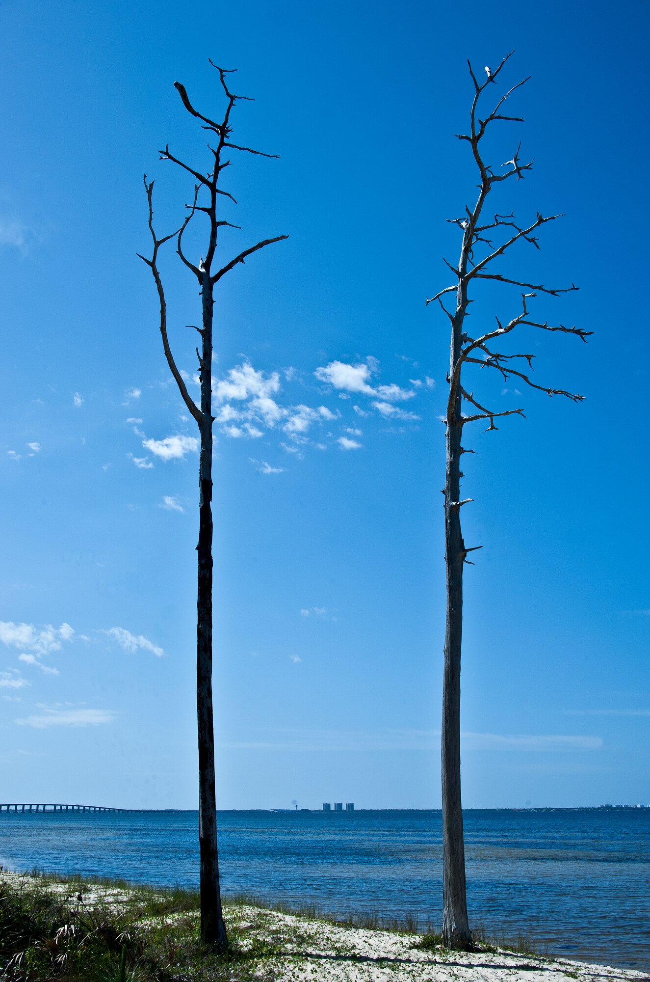 Two long leaf pine trees show the scars of fire from the last prescribed burn by Jackson Guard forestry technicians at Whitepoint, an 85-acre recreation area on Choctawahatchee Bay. Many native plants and animal species depend on Eglin's fire-dependent long-leaf pine ecosystem, 11 of which are federally protected. Endangered species such as the red-cockaded woodpecker, depend on fire that is typically caused by either lightning strikes or Eglin's resident fire managers to survive. (U.S. Air Force photo/Samuel King Jr.)