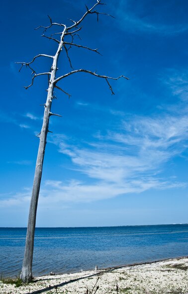 A barren pine tree reaches out toward the water at Whitepoint, an 85-acre recreation area on Choctawahatchee Bay. Many native plants and animal species depend on Eglin's fire-dependent long-leaf pine ecosystem, 11 of which are federally protected. (U.S. Air Force photo/Samuel King Jr.)