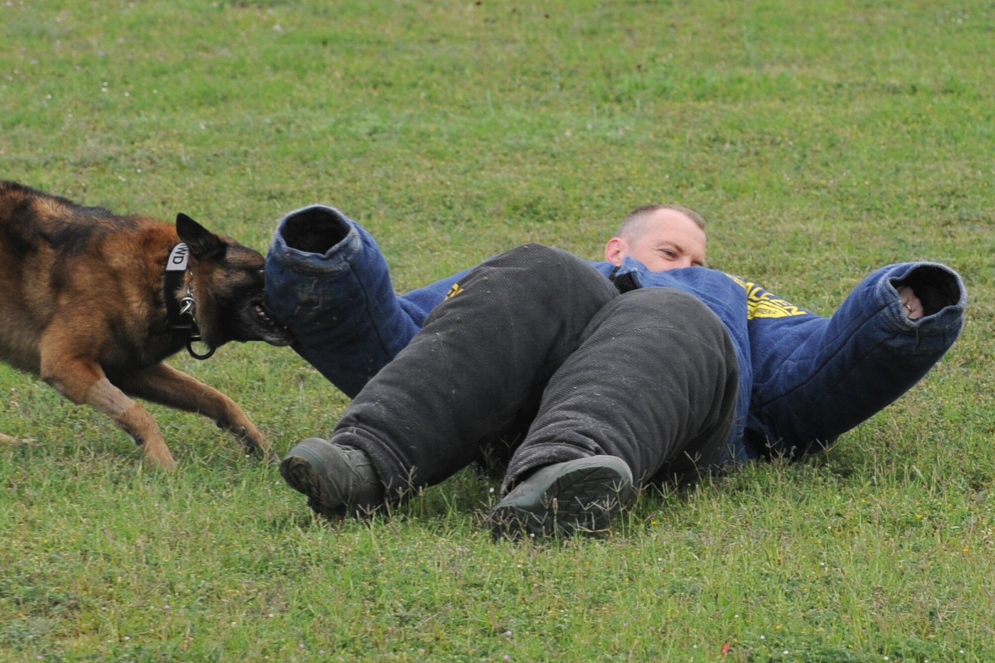 GOODFELLOW AIR FORCE BASE, Texas -- Rocky, 17th Security Forces Squadron military working dog, bites Chief Master Sgt. Scott Lumpkin, 17th Training Wing Command Chief, during a dog drill when he toured the 17th SFS April 13. (U.S. Air Force photo/Staff Sgt. Laura R. McFarlane)