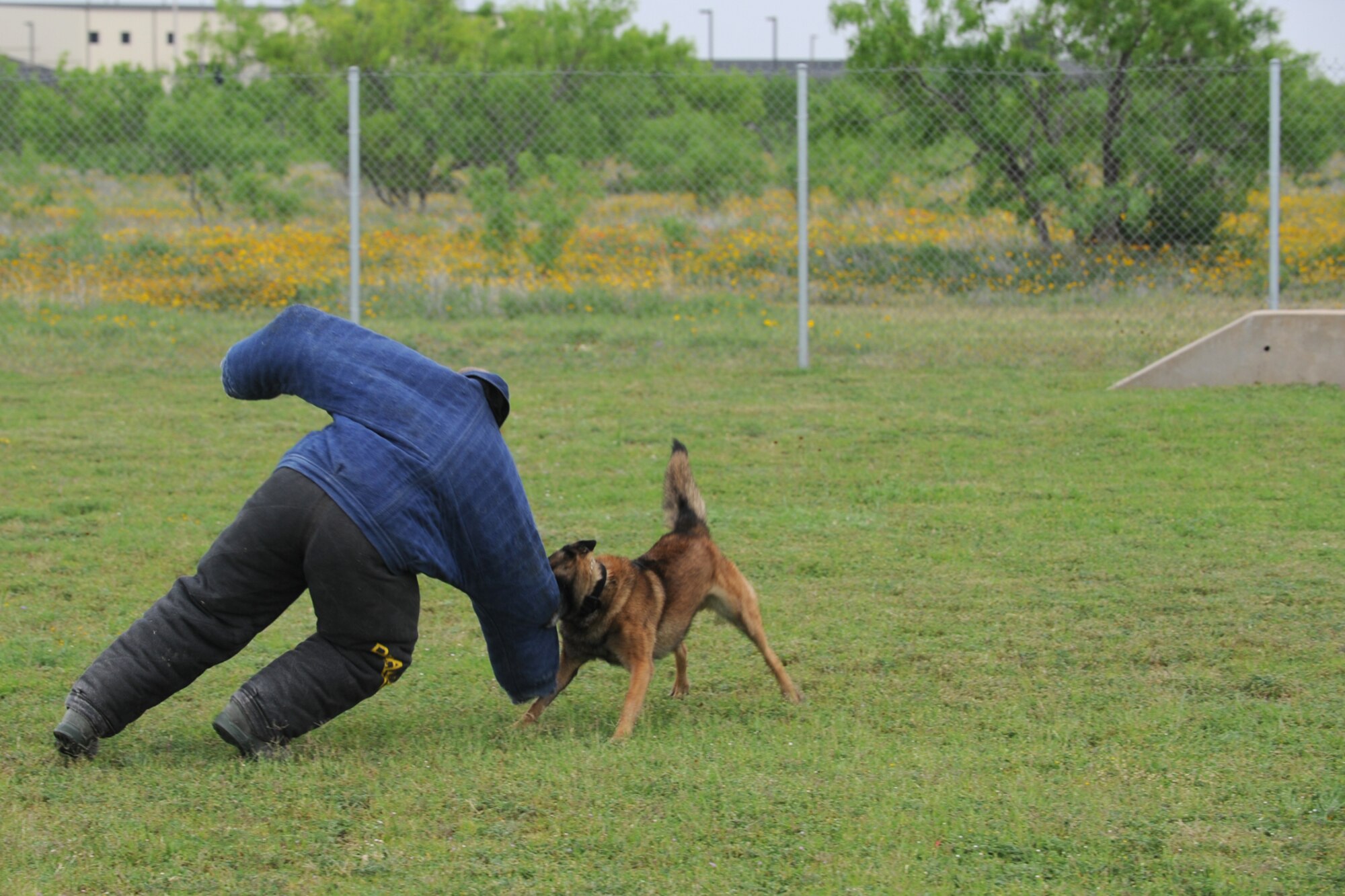 GOODFELLOW AIR FORCE BASE, Texas -- Rocky, 17th Security Forces Squadron military working dog, takes down Chief Master Sgt. Scott Lumpkin, 17th Training Wing Command Chief, during a dog drill when he toured the 17th SFS April 13. Lumpkin became 17th TRW Command Chief in March.  (U.S. Air Force photo/Staff Sgt. Laura R. McFarlane)