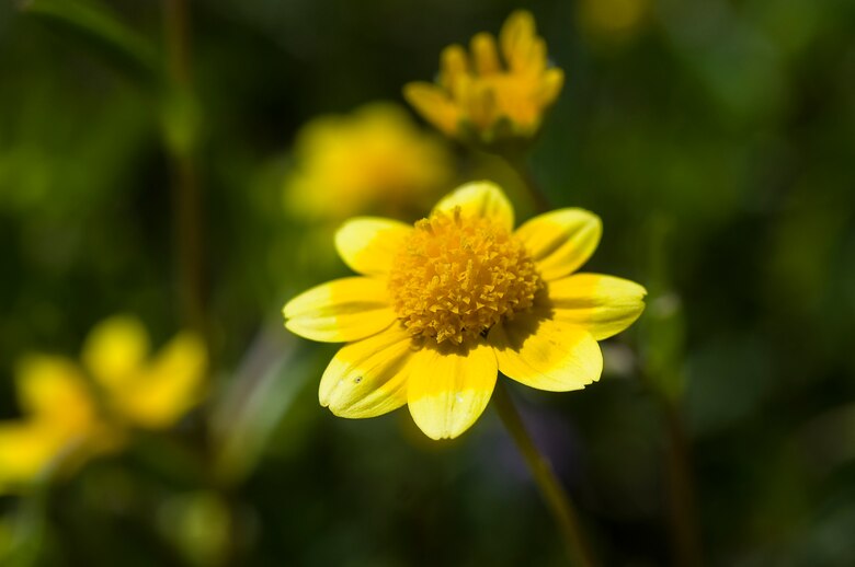 Contra Costa Goldfields (Lasthenia conjugens), is a member of the Aster
family. It is a colorful spring annual, golden yellow in color and about three to four
inches tall with light green finely divided leaves. (U.S. Air Force photo/Heide Couch)