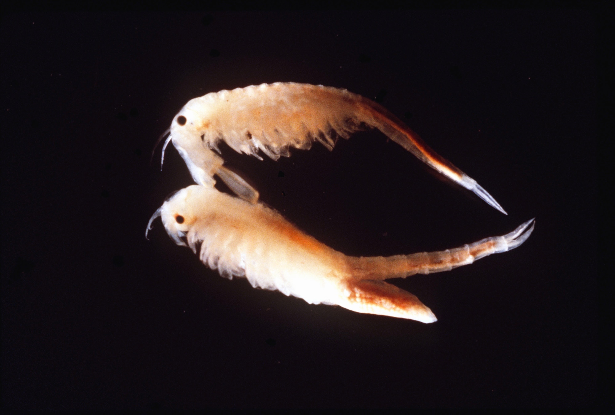 The vernal pool fairy shrimp are typically 10.9 to 25 mm long and nearly translucent, according to the Fish and Widlife Service. They thrive in Travis' vernal pools and swales, which are marsh-type areas. (courtesy photo)