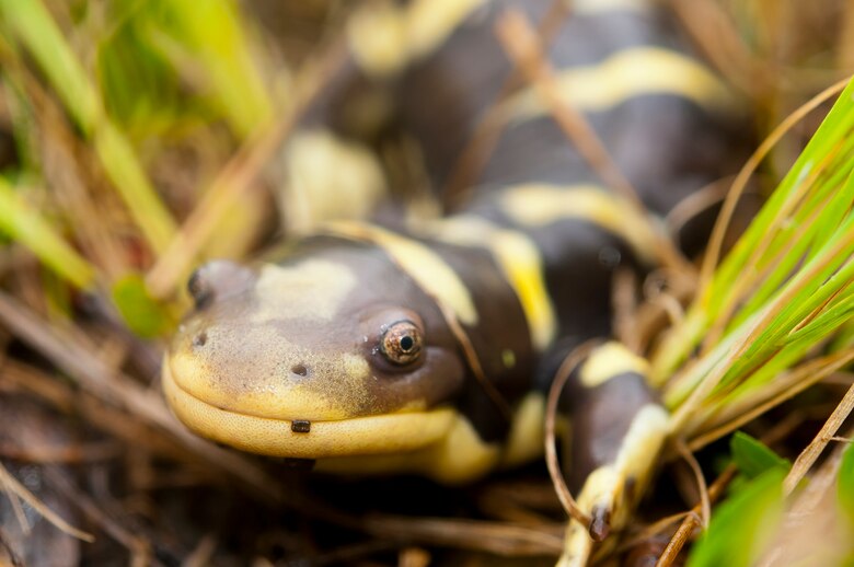 The tiger salamander depends on vernal pools for reproduction, its habitat is limited to the vicinity of large, fishless vernal pools or similar water bodies. It occurs at elevations up to 1000 m (3200 ft). Adults migrate at night from upland habitats to aquatic breeding sites during the first major rainfall events of fall and early winter and return to upland habitats after breeding.  (U.S. Air Force Photo/Heide Couch)