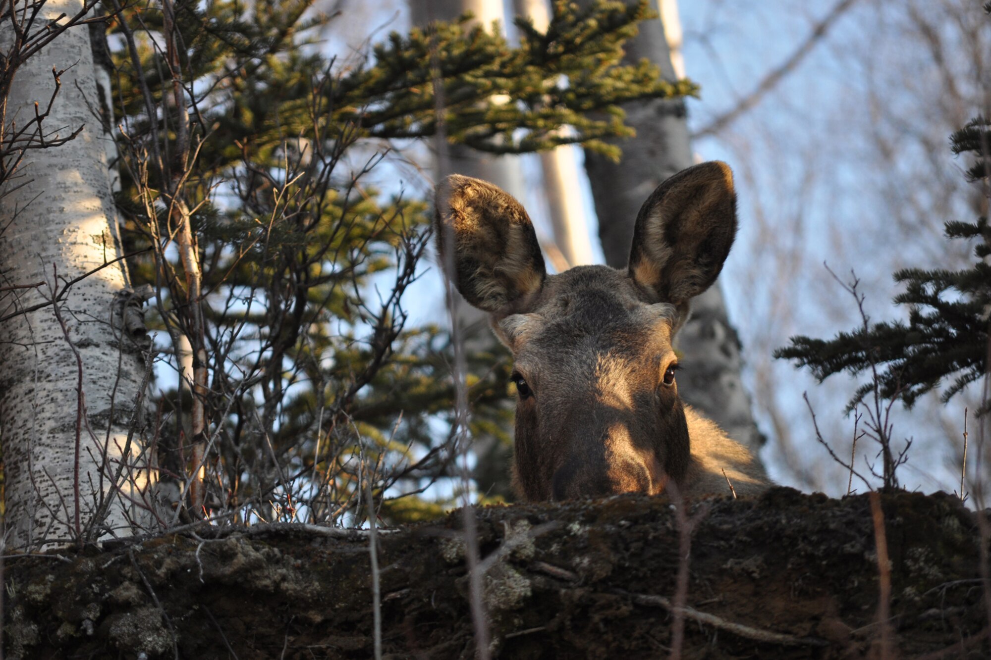 A young bull moose watches from his high vantage point as traffic passes by in a neighborhood near Wasilla. Increasing daylight and warmer temperatures will have more moose moving along southcentral Alaska's roadways, increasing the chances of moose vs. car collisions. Moose will also likely be hungry and cranky after a winter of heavy snowfall, so avoiding them is generally the best option for safety's sake. (U.S. Air Force photo/John Pennell)