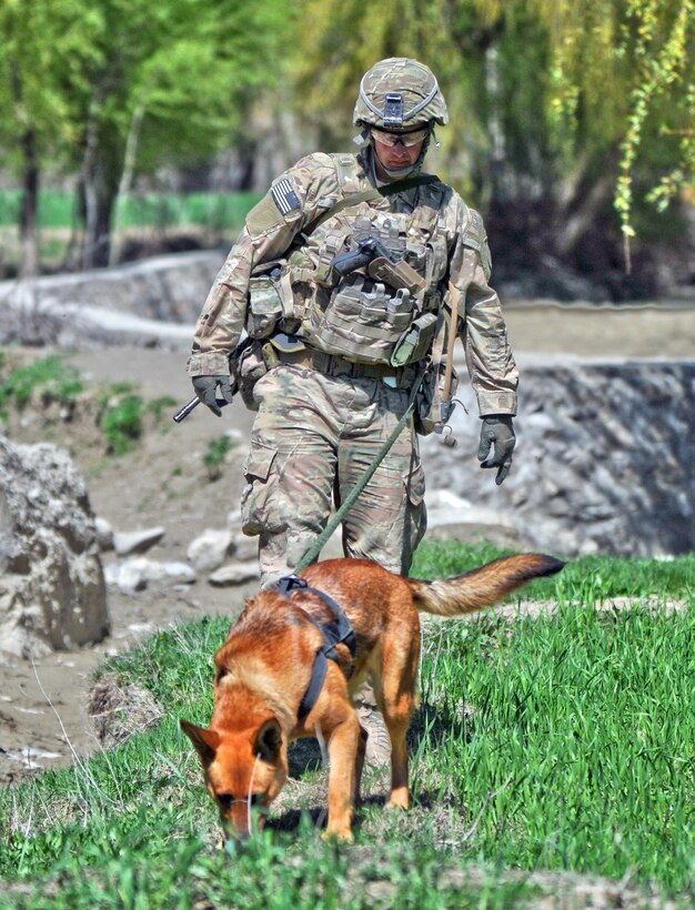 U.S. Army Sgt. 1st Class Anthony Heck and his military working dog, Nina 3, canvass an area while on patrol during Operation Marble Lion in Afghanistan's Jani Khel district, April 11, 2012. Heck is a military working dog handler assigned to Company C, 3rd Battalion, 509th Infantry Regiment.