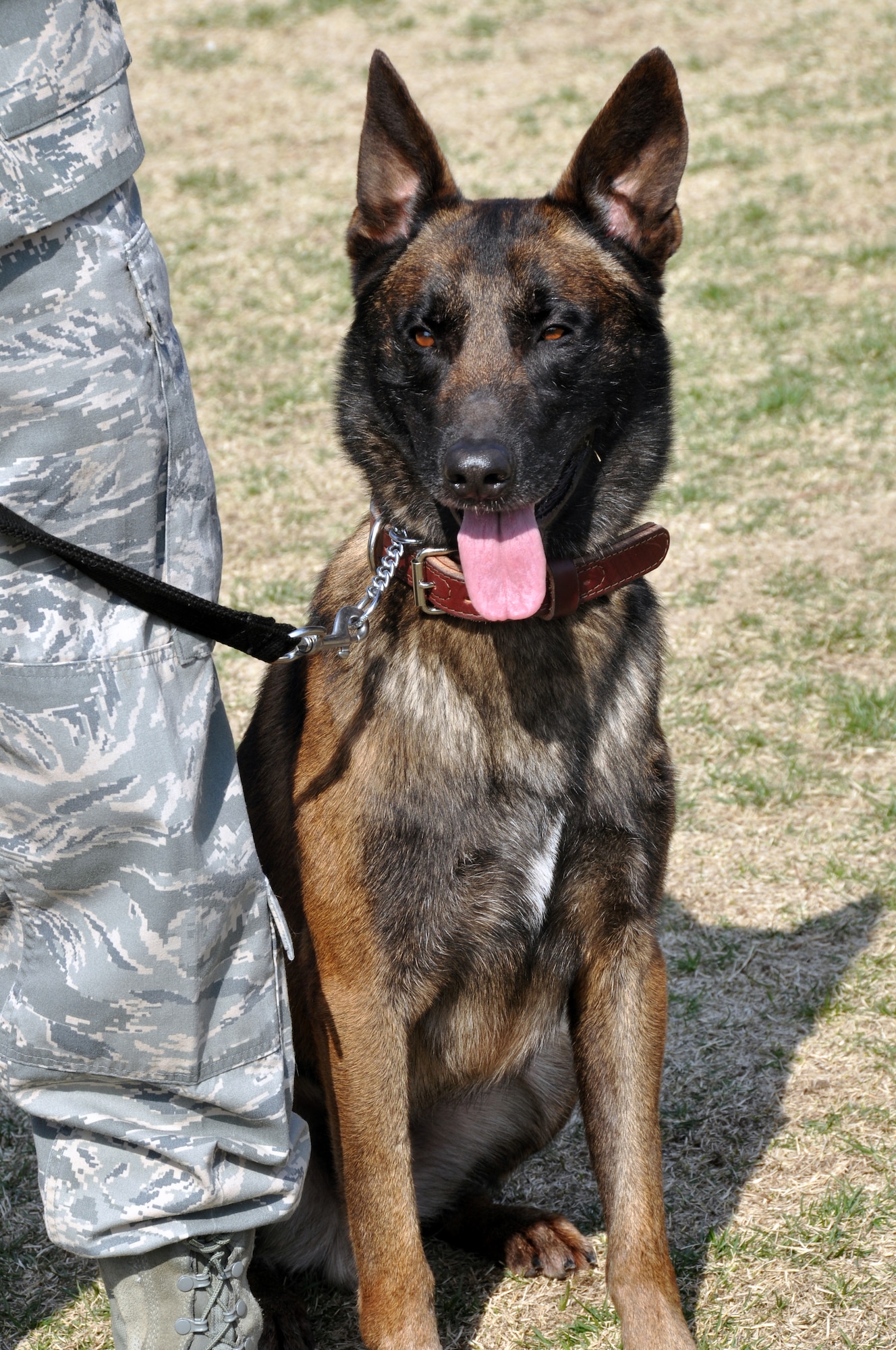 Vito, a 2-year-old military working dog, awaits a command from his handler at the Osan Air Base, Republic of Korea, MWD obstacle course April 5, 2012. Military working dogs are used by the Department of Defense as a resource for explosive and drug detection as well as patrol work. (U.S. Air Force photo/Airman 1st Class Michael Battles)