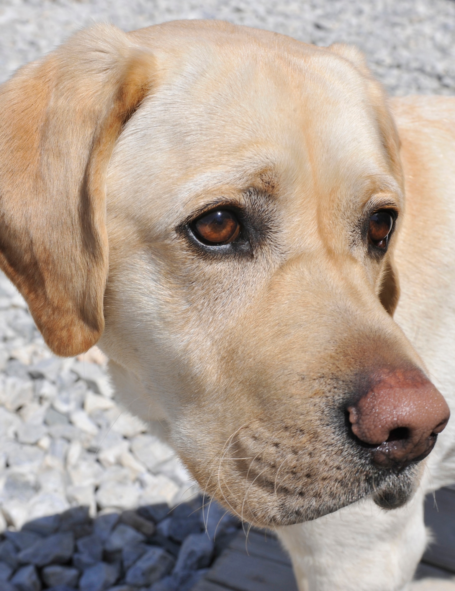 Major Timmy poses for a photo at Bagram Airfield, Afghanistan, April 13, 2012. Timmy is a combat stress therapy dog with the 528th Combat and Operational Stress Control Team. He is an essential part of the COSC’s mission, allowing them to reach people who wouldn’t normally seek their help. Timmy was donated from America’s Vet Dogs and is on a two-year tour at Bagram. (U.S. Air Force photo/Airman 1st Class Ericka Engblom)