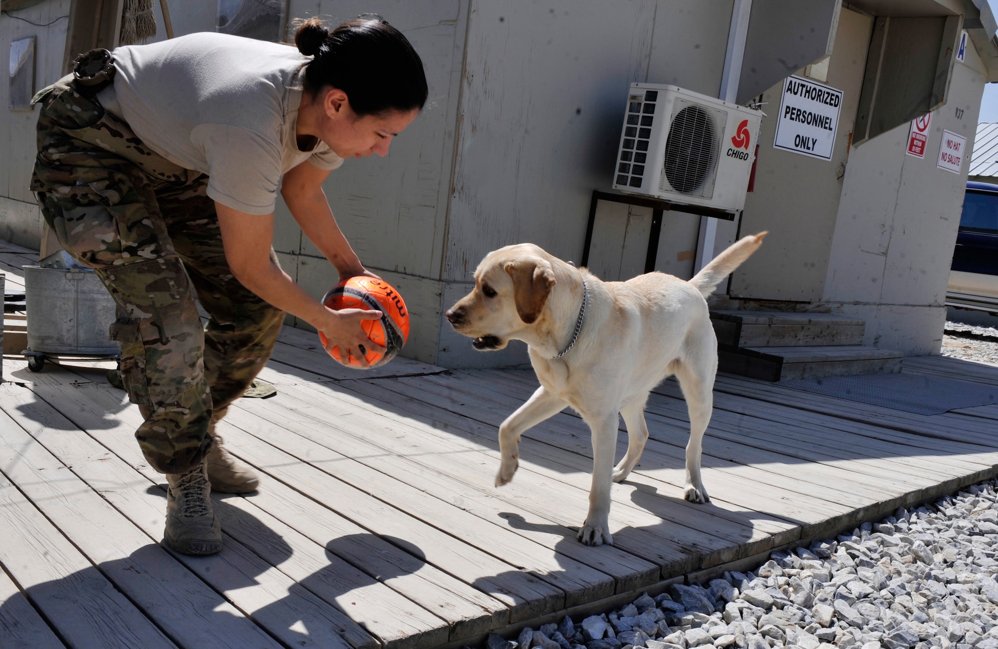 Capt. Christine Beck plays with her combat stress therapy dog, Major Timmy, at the Warfighter Restoration Center on Bagram Airfield, Afghanistan, April 13, 2012. Beck  is Timmy’s primary handler and both are part of the 528th Combat and Operational Stress Control Team, a unit dedicated to keeping service members mentally stable while in the area of responsibility. (U.S. Air Force photo/Airman 1st Class Ericka Engblom)
