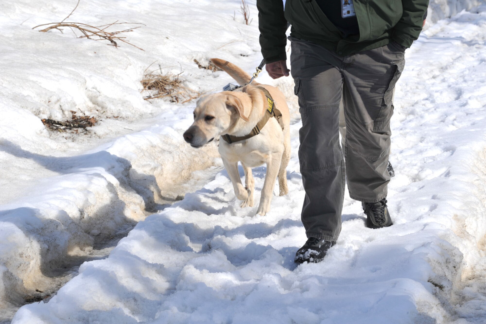 JOINT BASE ELMENDORF-RICHARDSON -- Transportation Security Administration working dog Ben searches for scent during a working dog training exercise April 11. The working dog training exercises are conducted once every week and consist of various dog handling organizations being taught the various handling procedures. (U.S. Air Force photo/ Airman 1st Class Ty-Rico Lea)