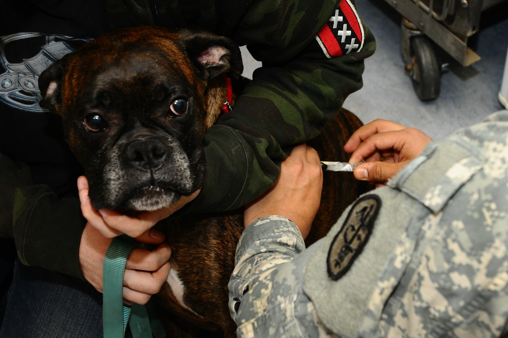 SPANGDAHLEM AIR BASE, Germany – U.S. Army Sgt. David Juarez, U.S. Army Medical Department Europe Regional Veterinary Command Spangdahlem Veterinary Clinic veterinary technician, administers a Parvovirus vaccination to a dog inside the clinic here April 20. The clinic cares for Department of Defense privately owned pets and military working dogs with services ranging from nail clippings to elective surgeries such as dental work, spaying and neutering. Spangdahlem AB members are required to register their pets with the clinic within 14 days of the pet’s arrival on station. Clinic hours of operation are Monday through Friday from 8 a.m. - 12:30 p.m. and 1:30 p.m. – 4 p.m. (U.S. Air Force photo by Airman 1st Class Dillon Davis/Released)