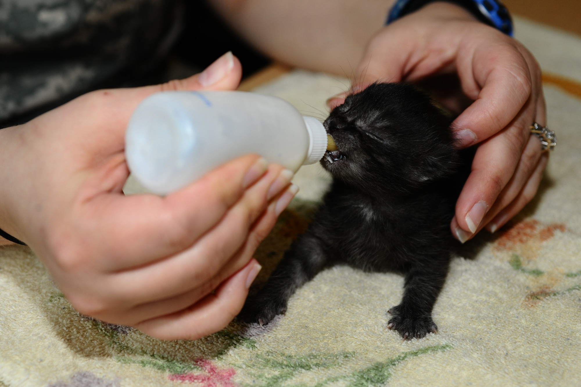 SPANGDAHLEM AIR BASE, Germany – Sally Alldredge, Spangdahlem Veterinary Clinic head receptionist, feeds milk to an abandoned kitten inside the clinic here April 20. Alldredge and coworkers volunteered to take care of a litter of abandoned kittens in their free time so the kittens can find homes with families from around the base. The clinic cares for Department of Defense privately owned pets and military working dogs with services ranging from nail clippings to elective surgeries such as dental work, spaying and neutering. Spangdahlem AB members are required to register their pets with the clinic within 14 days of the pet’s arrival on station. Clinic hours of operation are Monday through Friday from 8 a.m. - 12:30 p.m. and 1:30 p.m. – 4 p.m. (U.S. Air Force photo by Airman 1st Class Dillon Davis/Released)