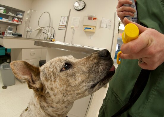 HOLLOMAN AIR FORCE BASE, N.M. - A 3-year-old dog named Coffee enjoys a cheese treat after getting blood done work April 24. Coffee had some tests run to ensure his heath is on point. The Holloman Veterinary Clinic provides care to the pets of active duty and retired military, along with the German Air Force personnel on Holloman AFB. (U.S. Air Force photo by Airman Leah Ferrante/Released)