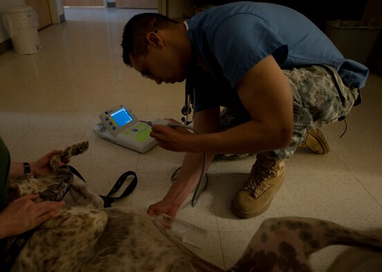 HOLLOMAN AIR FORCE BASE, N.M. - U.S. Army Capt. Matthew Carnett, a veterinarian with Holloman Veterinary Clinic uses an ultrasound machine on a 3-year-old dog named Coffee April 24. The ultrasound is used to check animals for complications, babies, as well as parasites. The Holloman Veterinary Clinic provides care to the pets of active duty and retired military and along with the German Air Force personnel on Holloman AFB. (U.S. Air Force photo by Airman Leah Ferrante/Released)