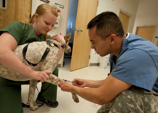 HOLLOMAN AIR FORCE BASE, N.M. - Katie Middlebrook, a veterinary technician at the Holloman Veterinary Clinic, holds 3-year-old Coffee as U.S. Army Capt. Matthew Carnett, a veterinarian with the HVC, takes blood April 24. The blood sample ensures that Coffee is healthy and has no unwanted parasites. The Holloman Veterinary Clinic provides care to the pets of active duty and retired military, along with the German Air Force personnel on Holloman AFB. (U.S. Air Force photo by Airman Leah Ferrante/Released)