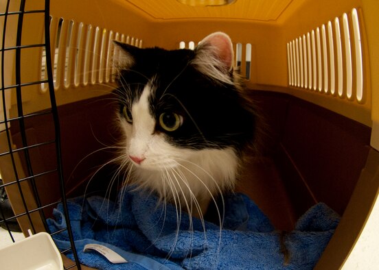 HOLLOMAN AIR FORCE BASE, N.M. - Chi-Chi a 3-year-old feline sits in her carrier April 24. Chi-Chi visited the veterinary clinic for a checkup and nail trim. The Holloman Veterinary Clinic provides care to the pets of active duty and retired military, along with the German Air Force personnel on Holloman AFB. (U.S. Air Force photo by Airman Leah Ferrante/Released)
