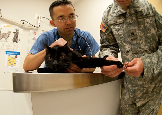 HOLLOMAN AIR FORCE BASE, N.M. - U.S. Army Capt. Matthew Carnett a veterinarian at Holloman Veterinary Clinic holds a 3-year-old feline named Chandler, as U.S. Army Staff Sgt. Brian Dine trims his nails April 24. The Holloman Veterinary Clinic provides care to the pets of active duty and retired military, along with the German Air Force personnel on Holloman AFB. (U.S. Air Force photo by Airman Leah Ferrante/Released)