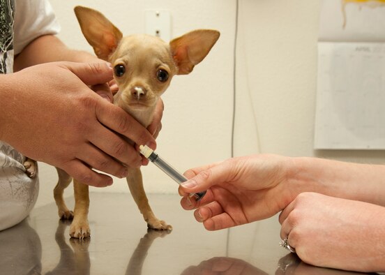 HOLLOMAN AIR FORCE BASE, N.M. - Bella, a 15-week-old Chihuahua receives a vaccine April 24. Bella’s checkup was to ensure she has all her proper vaccinations and is on a healthy growing track. The Holloman Veterinary Clinic provides care to the pets of active duty and retired military, along with the German Air Force personnel on Holloman AFB. (U.S. Air Force photo by Airman Leah Ferrante/Released)
