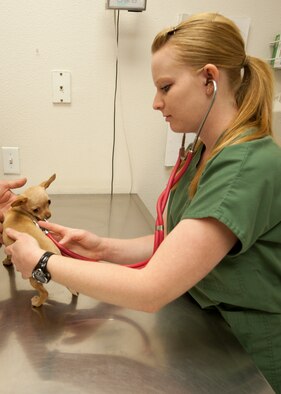 HOLLOMAN AIR FORCE BASE, N.M. - Katie Middlebrook, a veterinary technician with the Holloman Veterinary Clinic, checks a patient’s heartbeat April 24. Bella, a 15-week-old Chihuahua visits the clinic to receive a set of shots, and a checkup. The Holloman Veterinary Clinic provides care to the pets of active duty and retired military, along with the German Air Force personnel on Holloman AFB. (U.S. Air Force photo by Airman Leah Ferrante/Released)