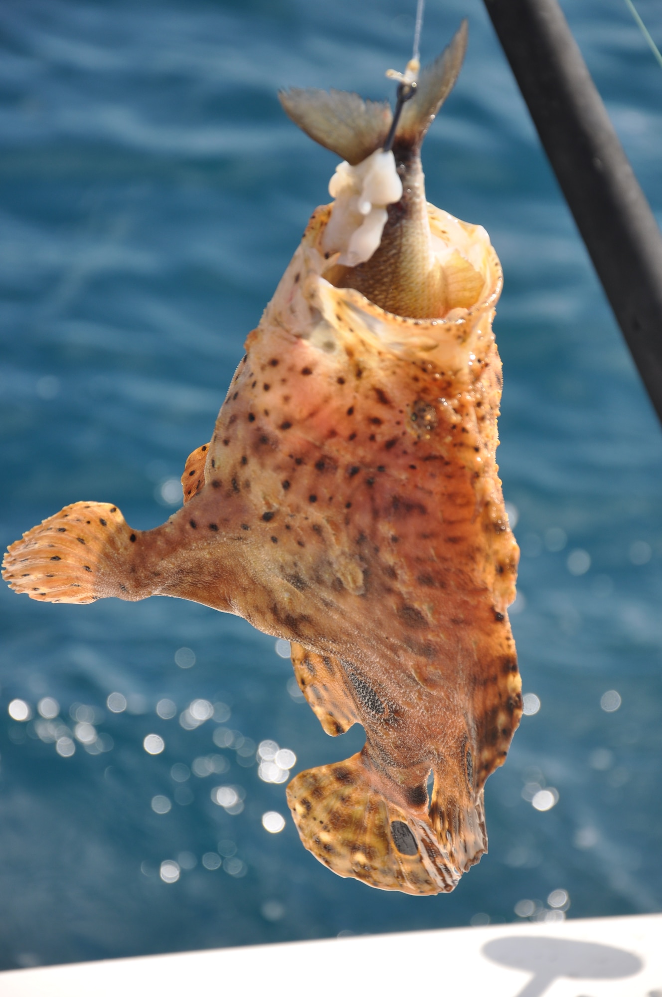 A scorpion fish was one of the many kinds of fish service members caught during the Warriors Roadtrip Network fishing trip off the shores of Panama City, Fla. March 13 and 14, 2012. (U.S. Air Force photo by Airman 1st Class Christopher Reel)